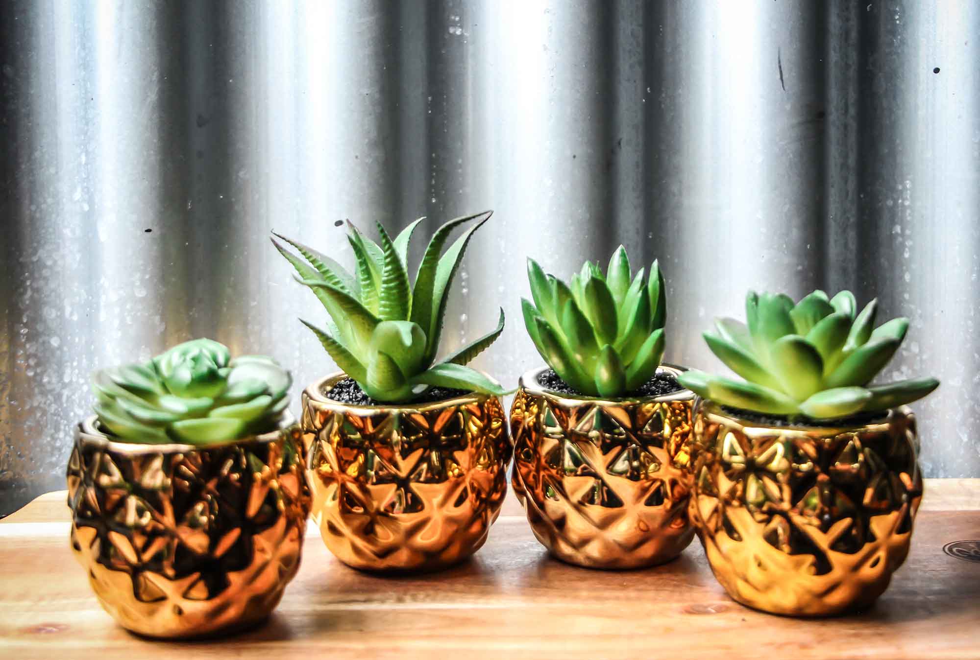 Mini Succulents in Gold Geometric Pots - Set of 4